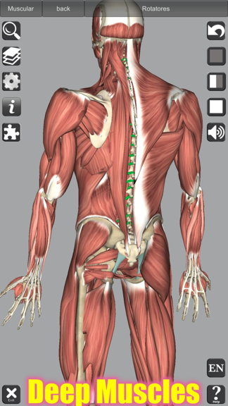 3D Anatomy - Microsoft Apps