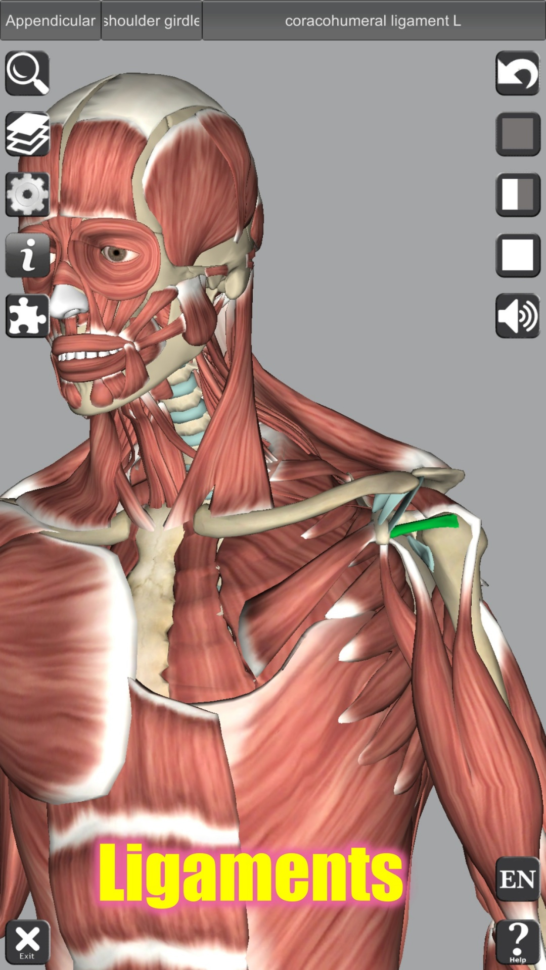 Anatomia Atlante 3D - Anatomy 3D Atlas - Microsoft Apps