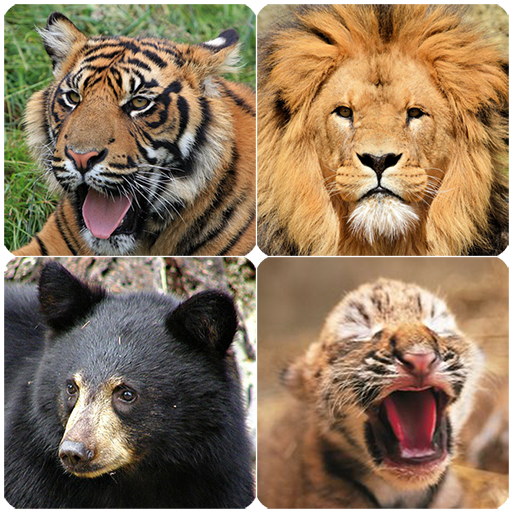 Animal Sound (Tiger,Lion,Bear)
