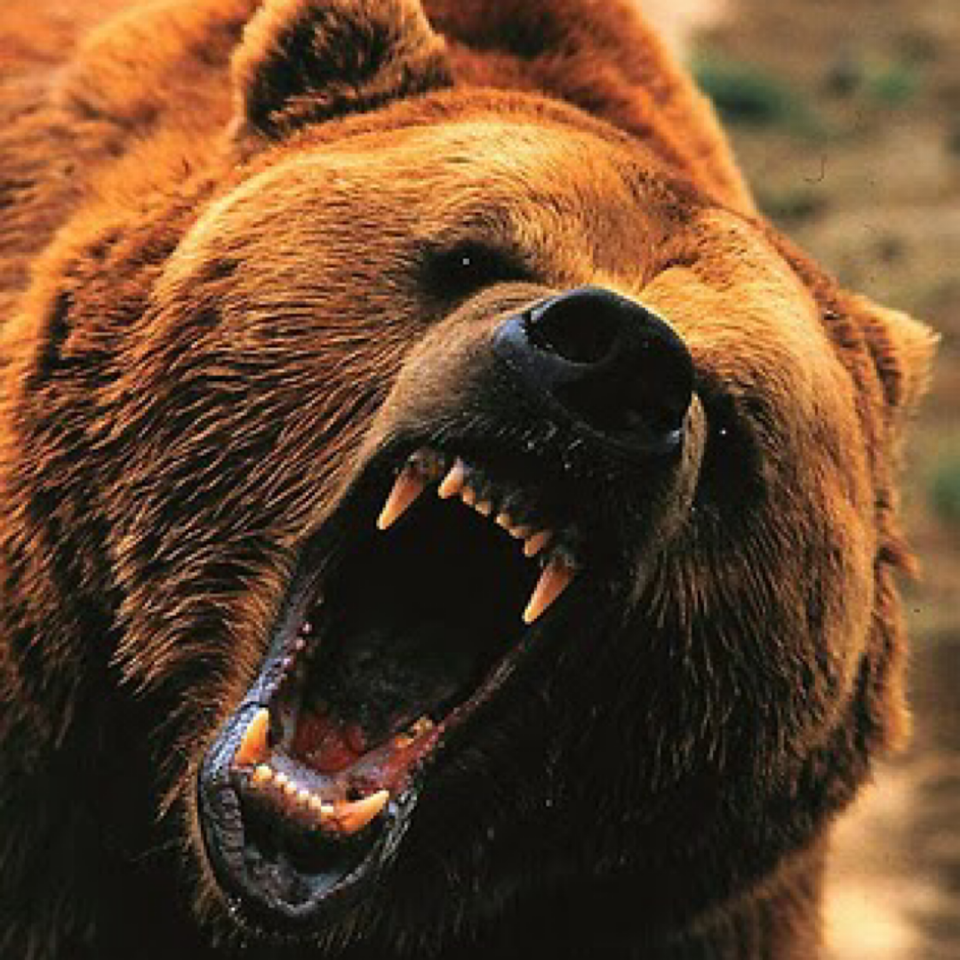 Разъяренный перенос. Грозный медведь Гризли. Гризли североамериканский бурый медведь. Медведь Гризли злой. Медведь Гризли шатун.