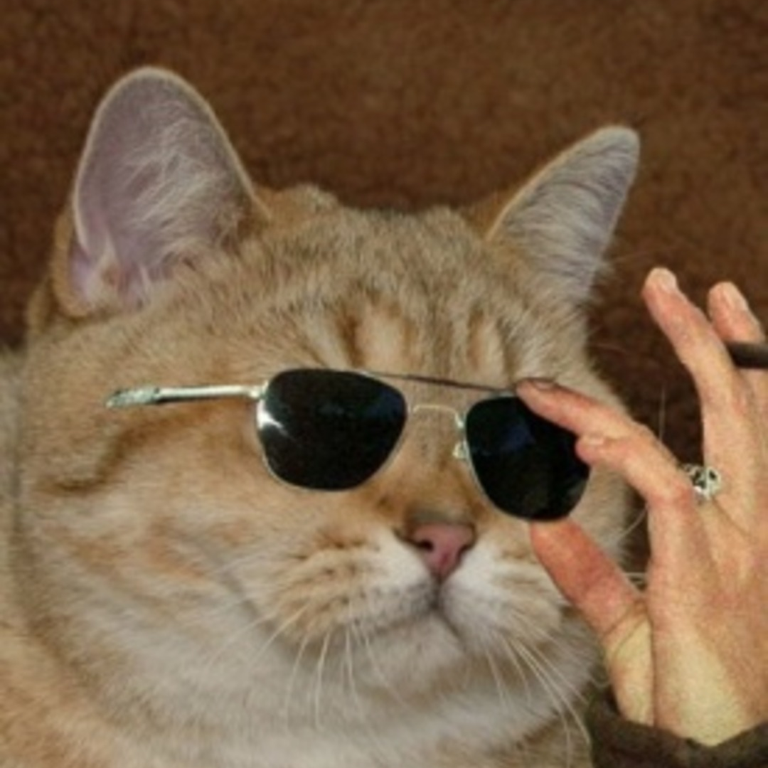 Картинки котов мемы на аву Картинки котов мемы на аву