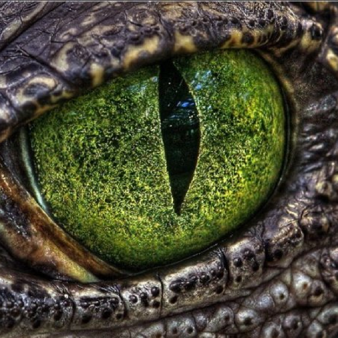 Век у ящерицы. Глаза дракона (Dragon Eyes). Глаз рептилии. Глаз динозавра. Зеленый глаз дракона.
